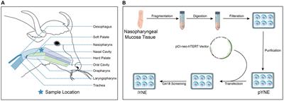 Development and characterization of an immortalized nasopharyngeal epithelial cell line to explore airway physiology and pathology in yak (Bos grunniens)